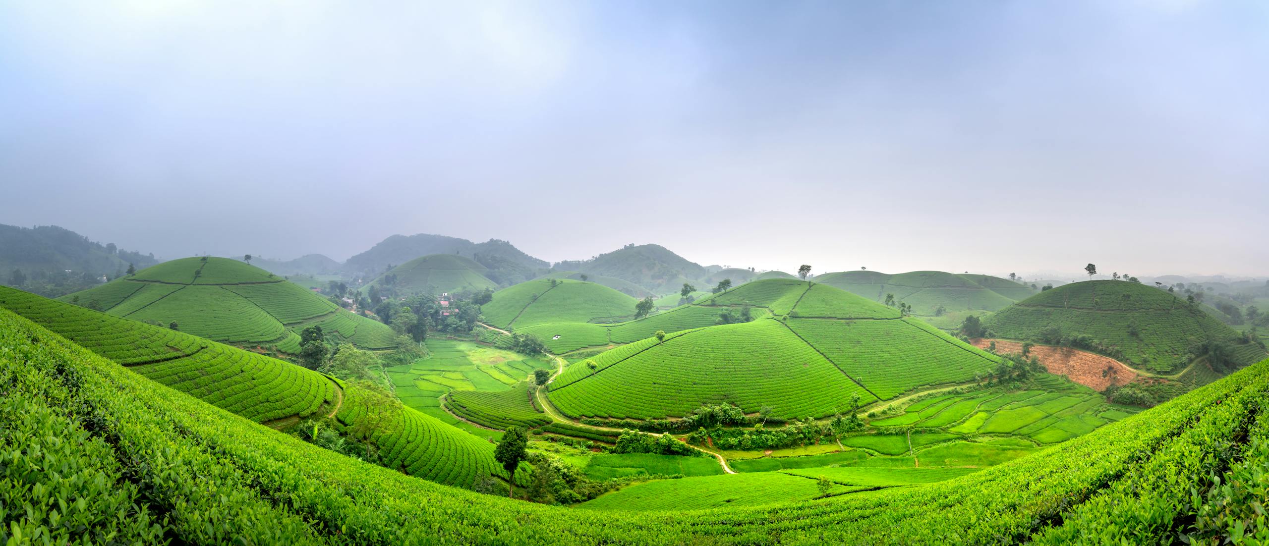 A breathtaking aerial view of verdant tea plantations stretching over rolling hills under a blue sky.